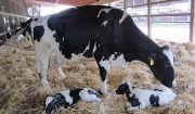 هشدار نسبت به بحرانی مهم تر از گرانی و واردات گوشت؛ آیا برای تأمین شیر هم باید به فکر واردات باشیم؟